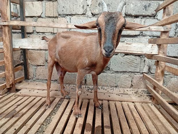 Dairy Goats for Sale ! - thumbnail 13