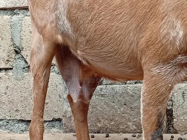 Dairy Goats for Sale ! - thumbnail 14