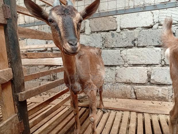 Dairy Goats for Sale ! - thumbnail 15