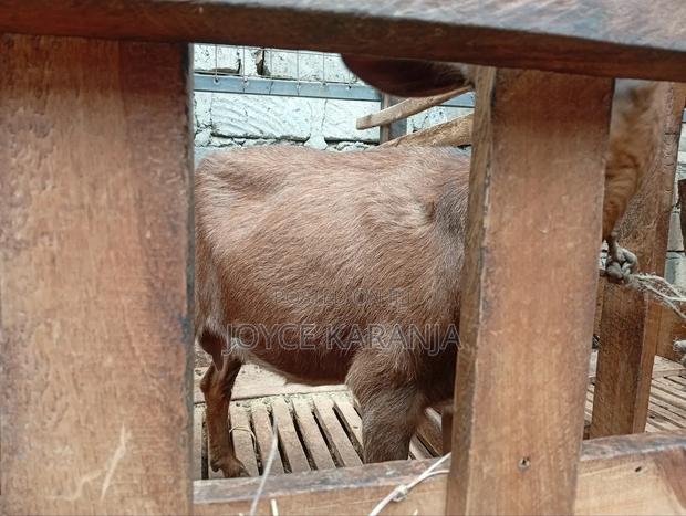 Dairy Goats for Sale ! - thumbnail 16