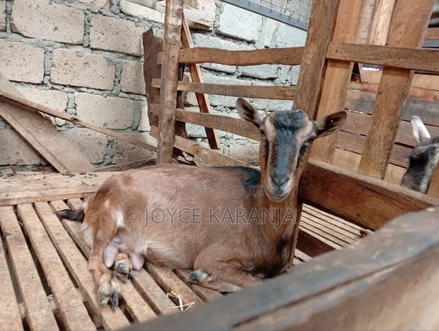 Dairy Goats for Sale ! - thumbnail 17