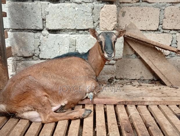 Dairy Goats for Sale ! - thumbnail 18