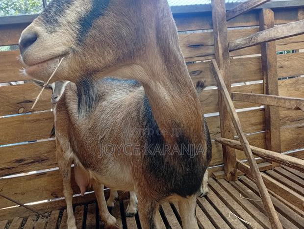 Dairy Goats for Sale ! - thumbnail 19