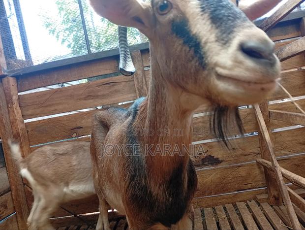 Dairy Goats for Sale ! - thumbnail 20