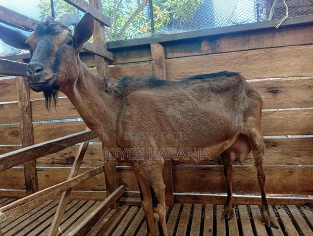 Dairy Goats for Sale ! - thumbnail 21