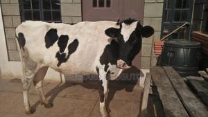 Fresian in Calf Heifer - main view