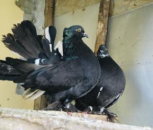 Fantail Mature Pigeon/Njiwa(Pair)