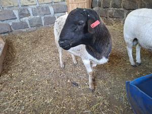 Dorper Ram for Sale - main view