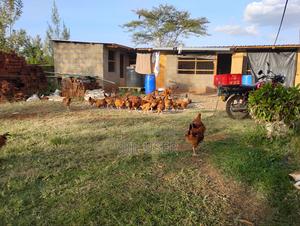 Improved Kienyeji Chicken - main view