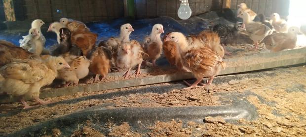 2 Months Old Kenbro - main view