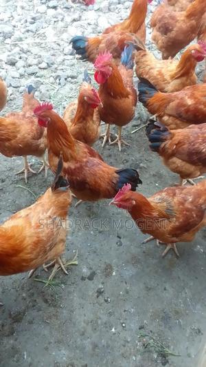 Improved Kienyeji Chicken for Sale - main view