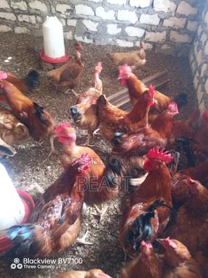 Improve Kienyeji - thumbnail 2