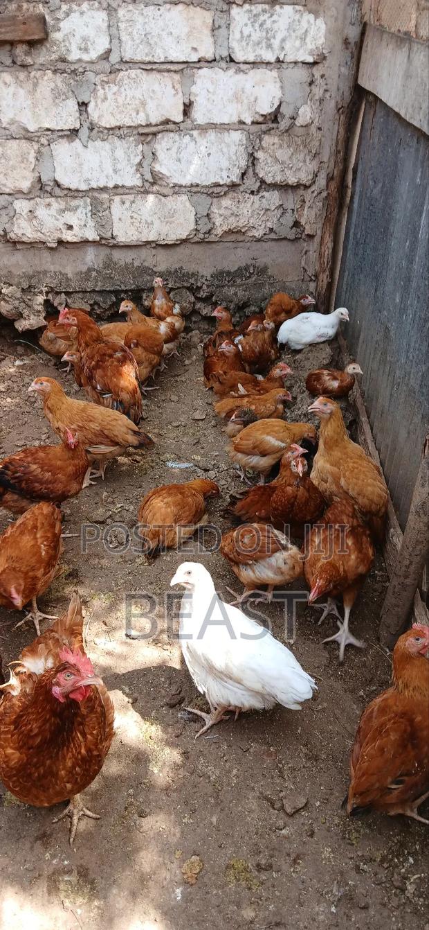 Improve Kienyeji - thumbnail 3