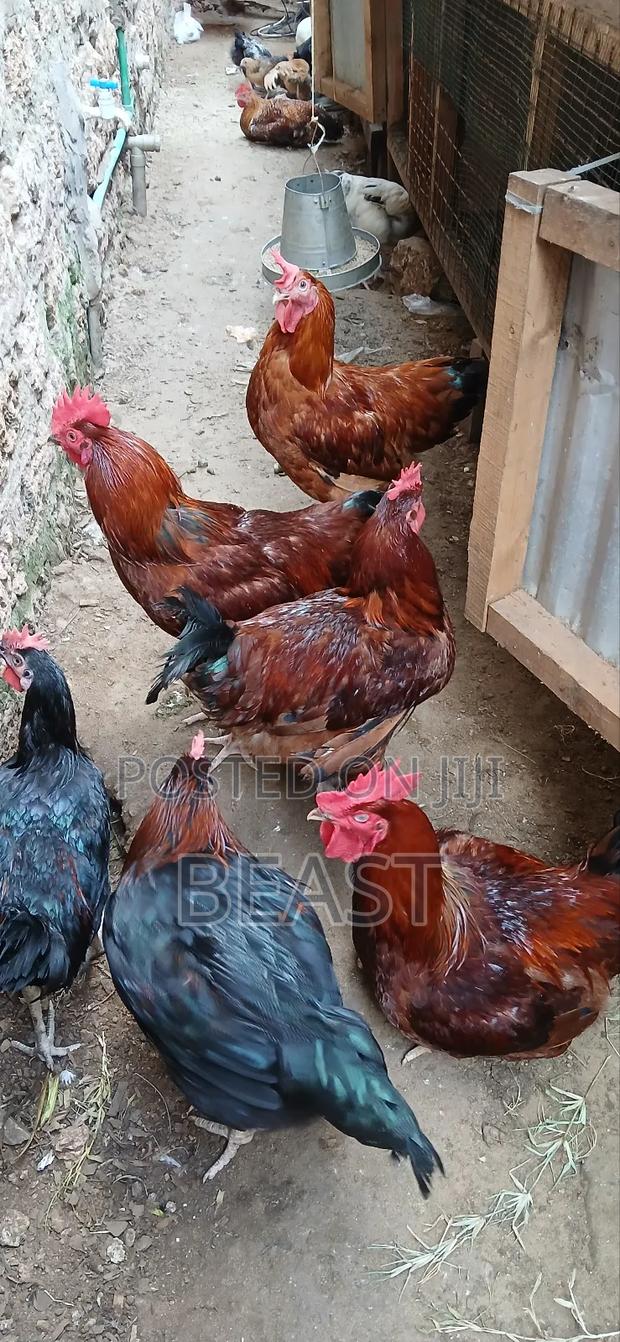 Improve Kienyeji - thumbnail 4