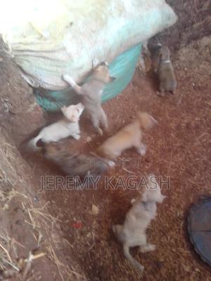 Puppies Germany Shepherd - main view