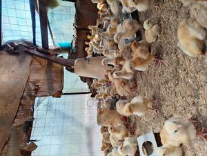 Improved Kienyeji Chicks - main view