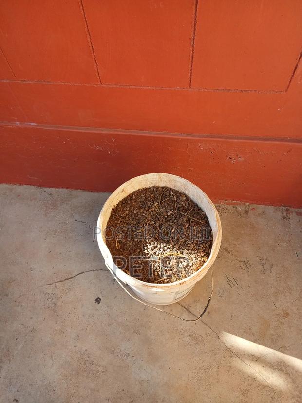 Rabbit Manure(Droppings) for Sell Sold Per Bucket