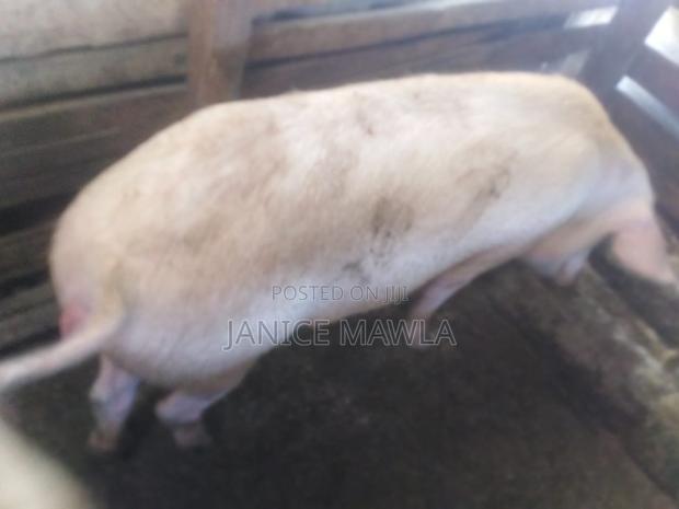 1 Pig Ready for Meat - main view