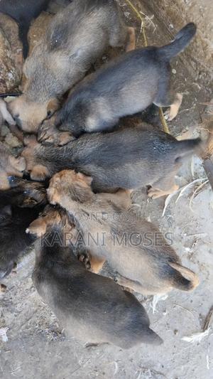 1-3 months Male Mixed Breed Greyhound - thumbnail 2