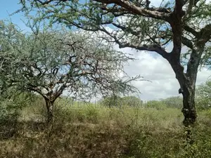 Kwale Kenya Cheap Lands