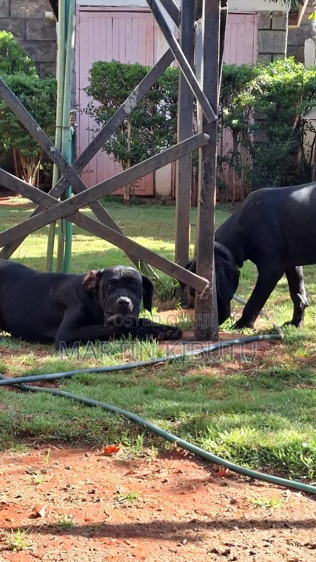 3-6 months Female Purebred Cane Corso - main view
