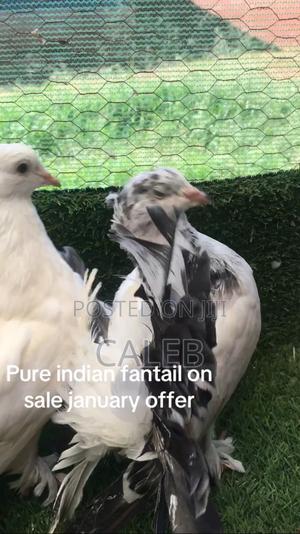 Fantails on Todays Offer - main view