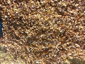 Kei-Apple Seeds - main view