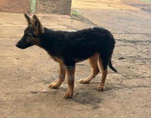 3-6 months Female Purebred German Shepherd - main view