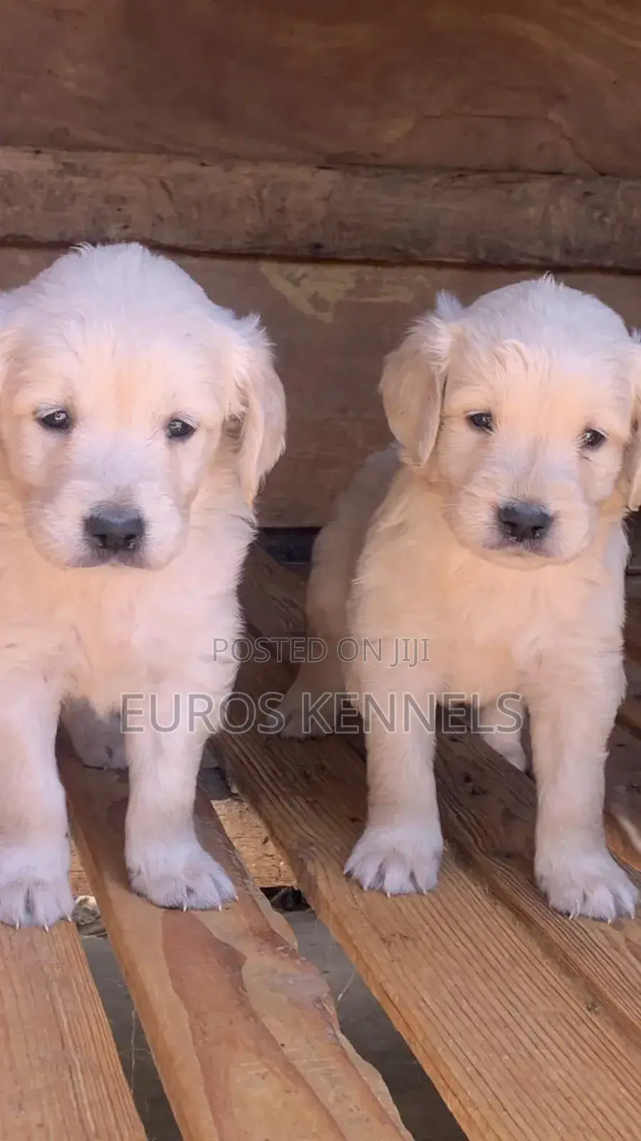 1-3 months Male Purebred Golden Retriever