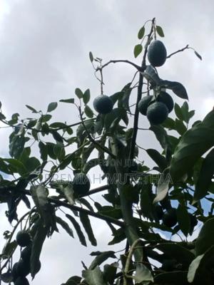 Hass Avocado - main view