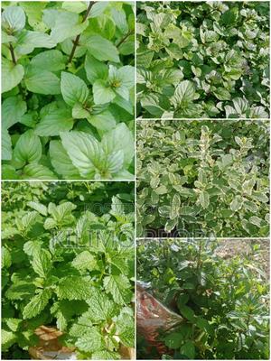 Herbs Seeslings - main view