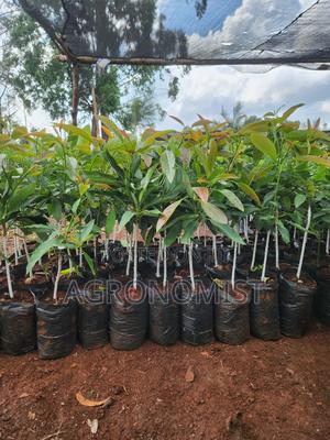 Hass Avocado Seedlings Well Hardened - main view