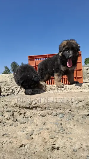 1-3 months Male Purebred German Shepherd