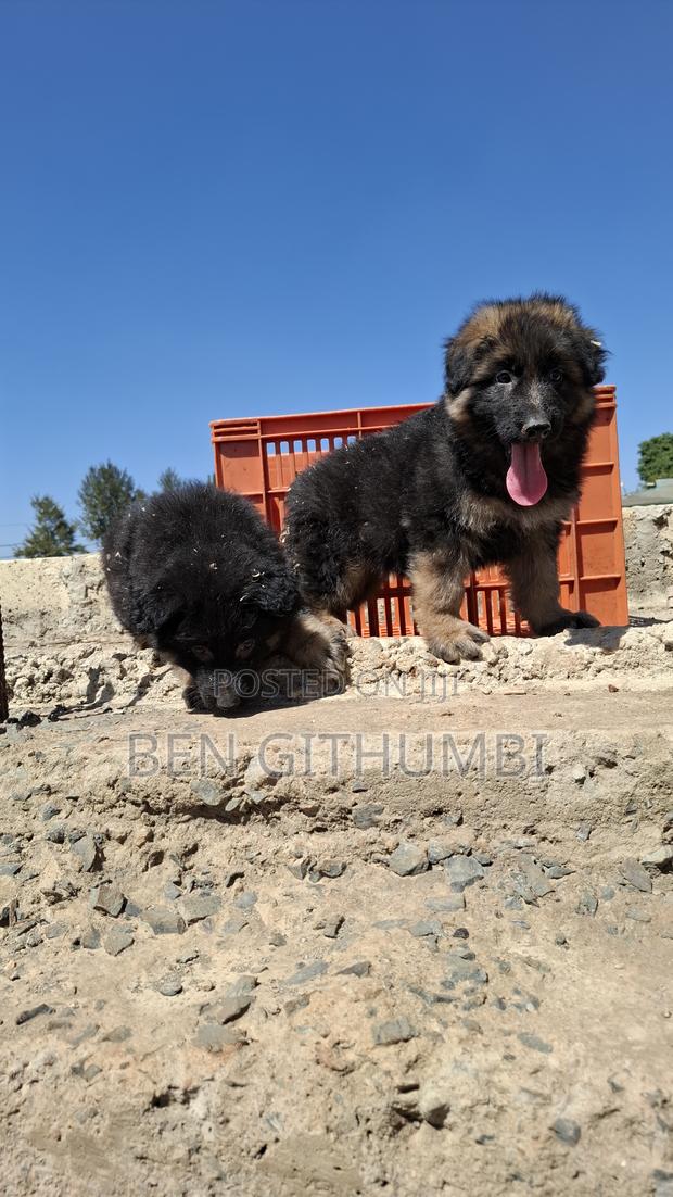 1-3 months Male Purebred German Shepherd - main view