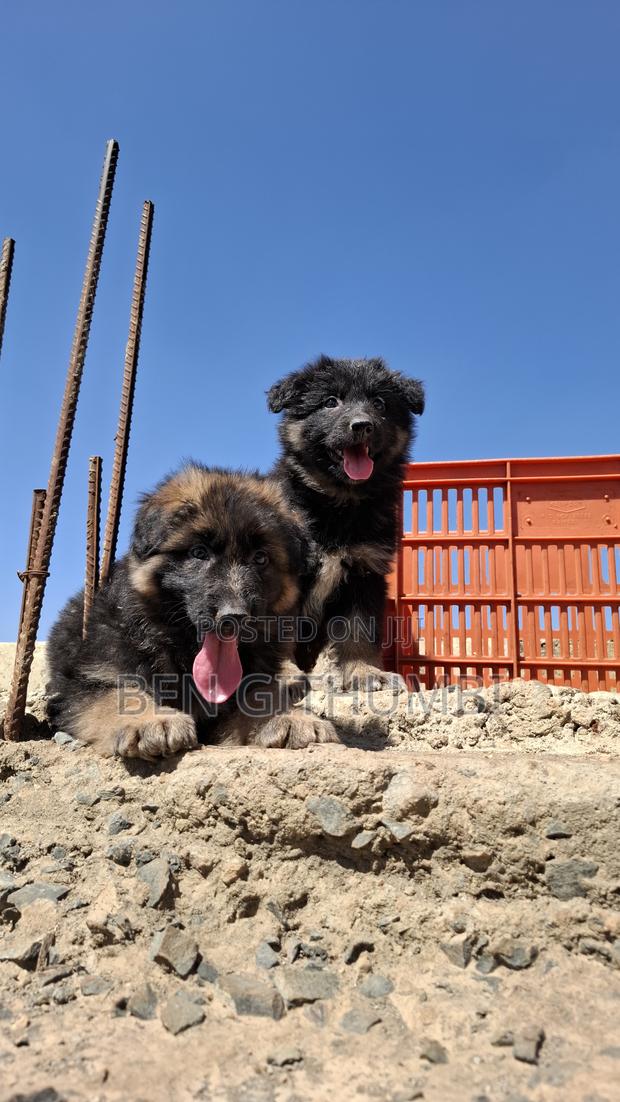1-3 months Male Purebred German Shepherd - thumbnail 2