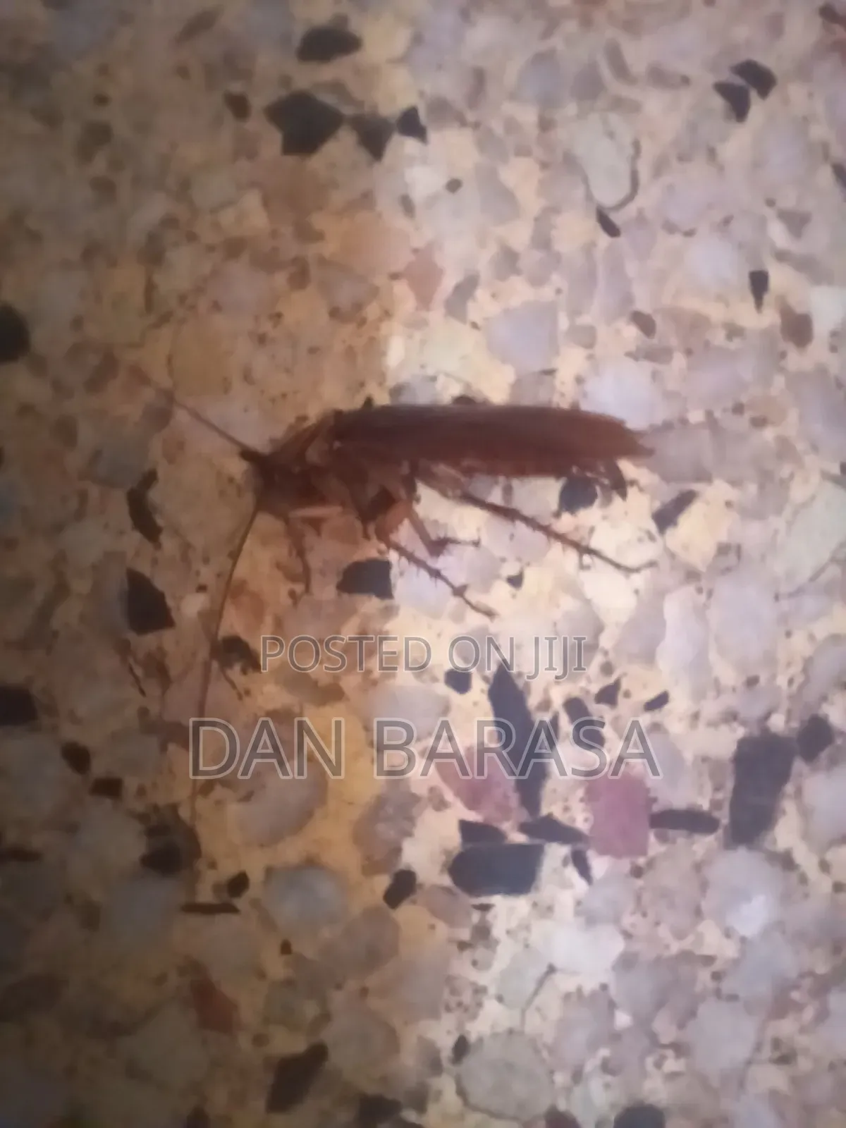 Fumigation and Pest Control