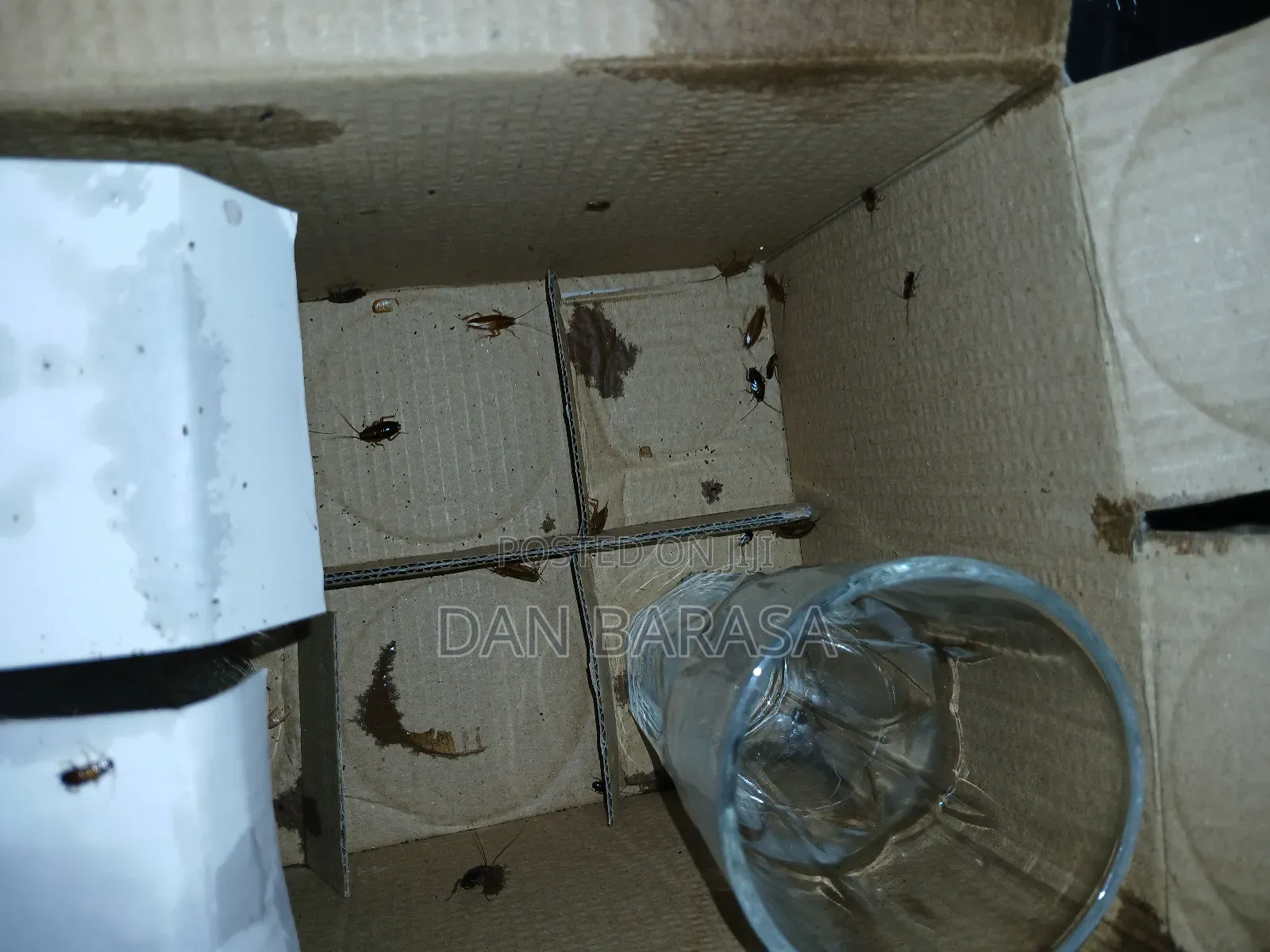 Fumigation and Pest Control