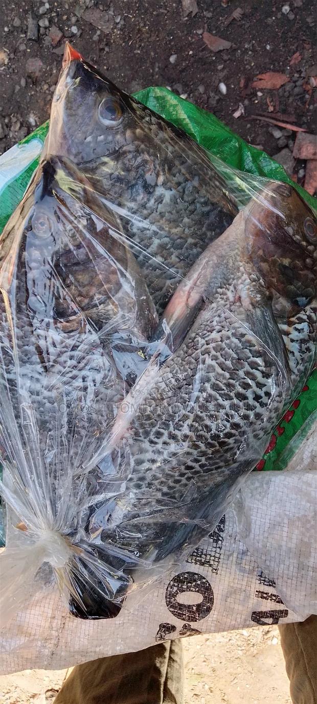 Fresh Tilapia Fish (1 Piece Size 500g) - main view