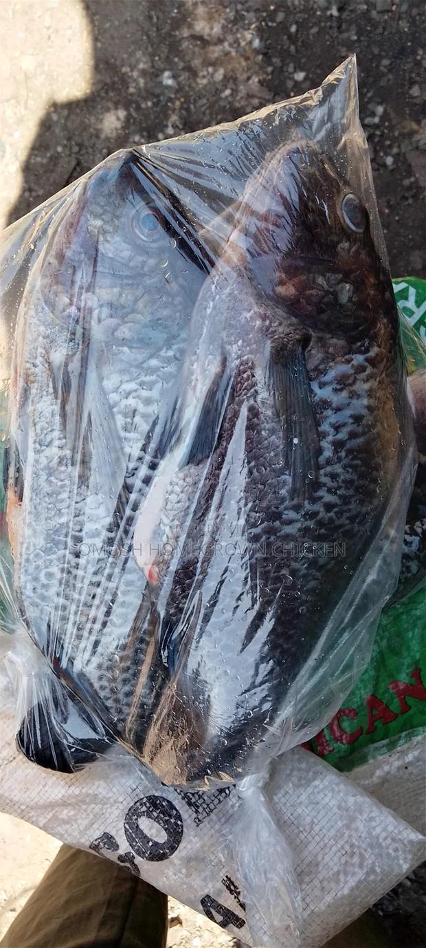 Fresh Tilapia Fish (1 Piece Size 500g) - thumbnail 3