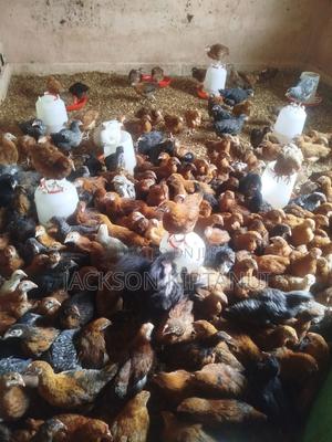Poultry Farming - main view