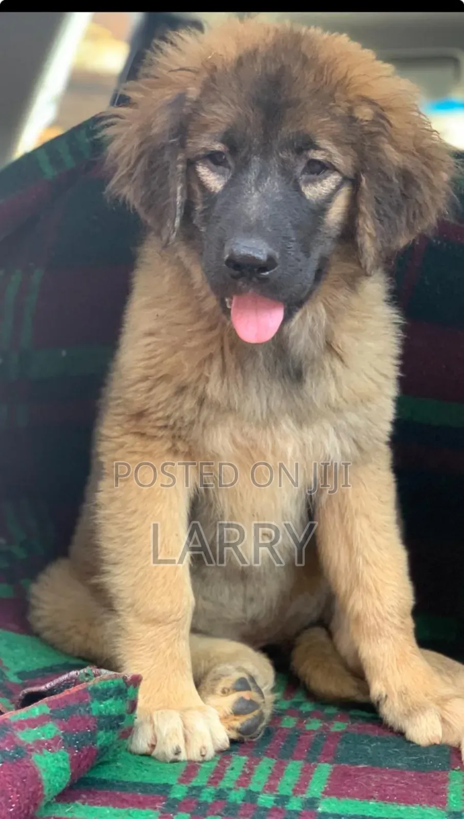 1-3 months Female Purebred Caucasian Shepherd