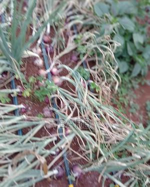 Onions for Sale - main view