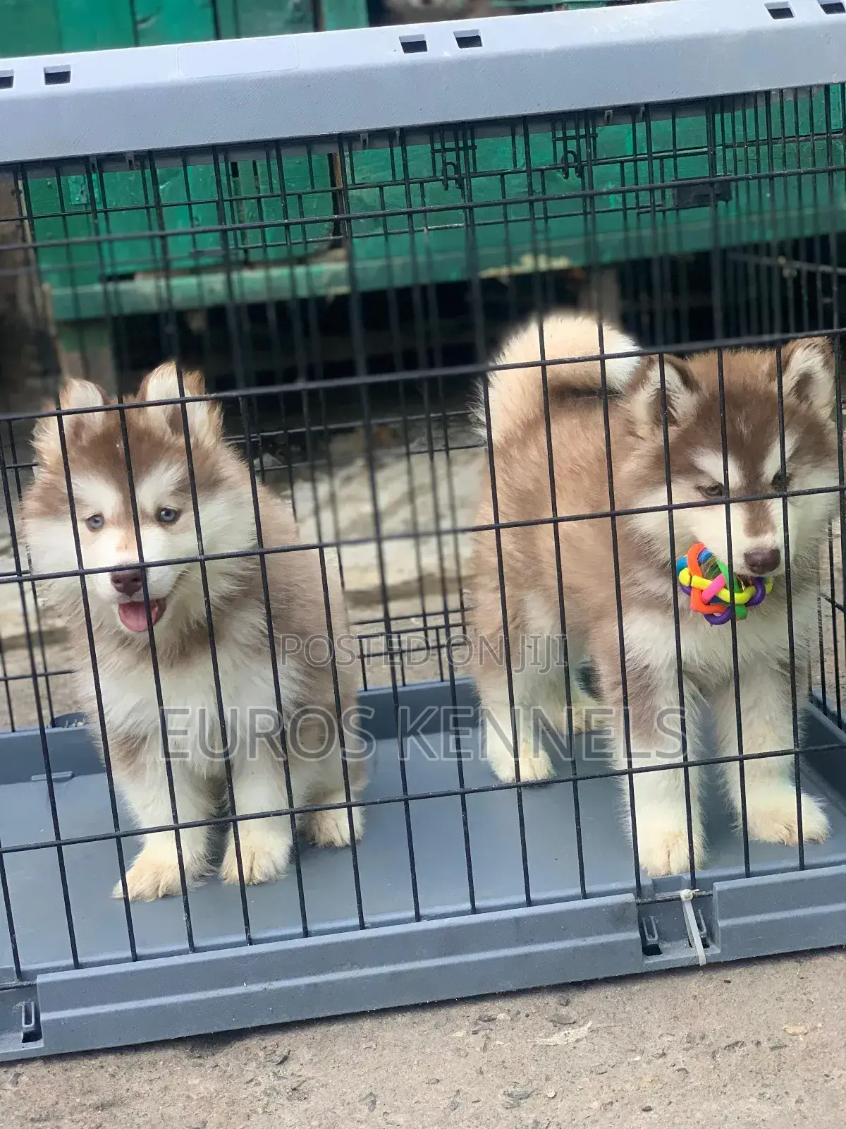 1-3 months Male Purebred Siberian Husky