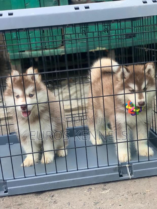 1-3 months Male Purebred Siberian Husky