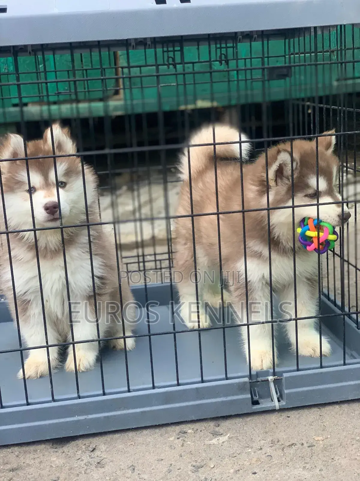 1-3 months Male Purebred Siberian Husky