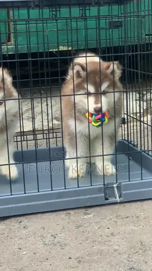1-3 months Male Purebred Siberian Husky
