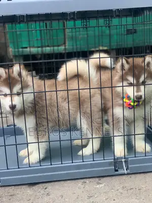 1-3 months Male Purebred Siberian Husky