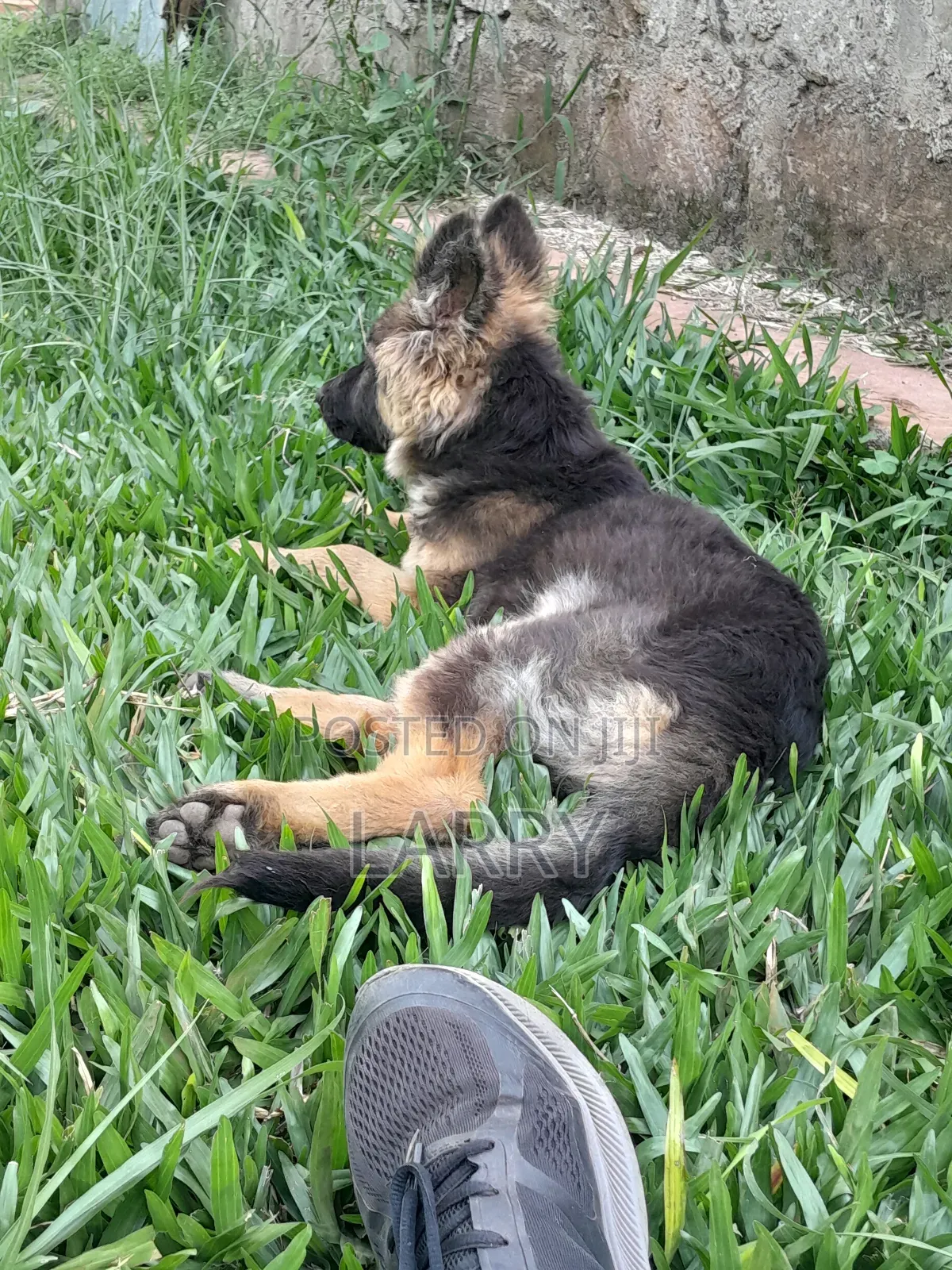 1-3 months Male Purebred German Shepherd