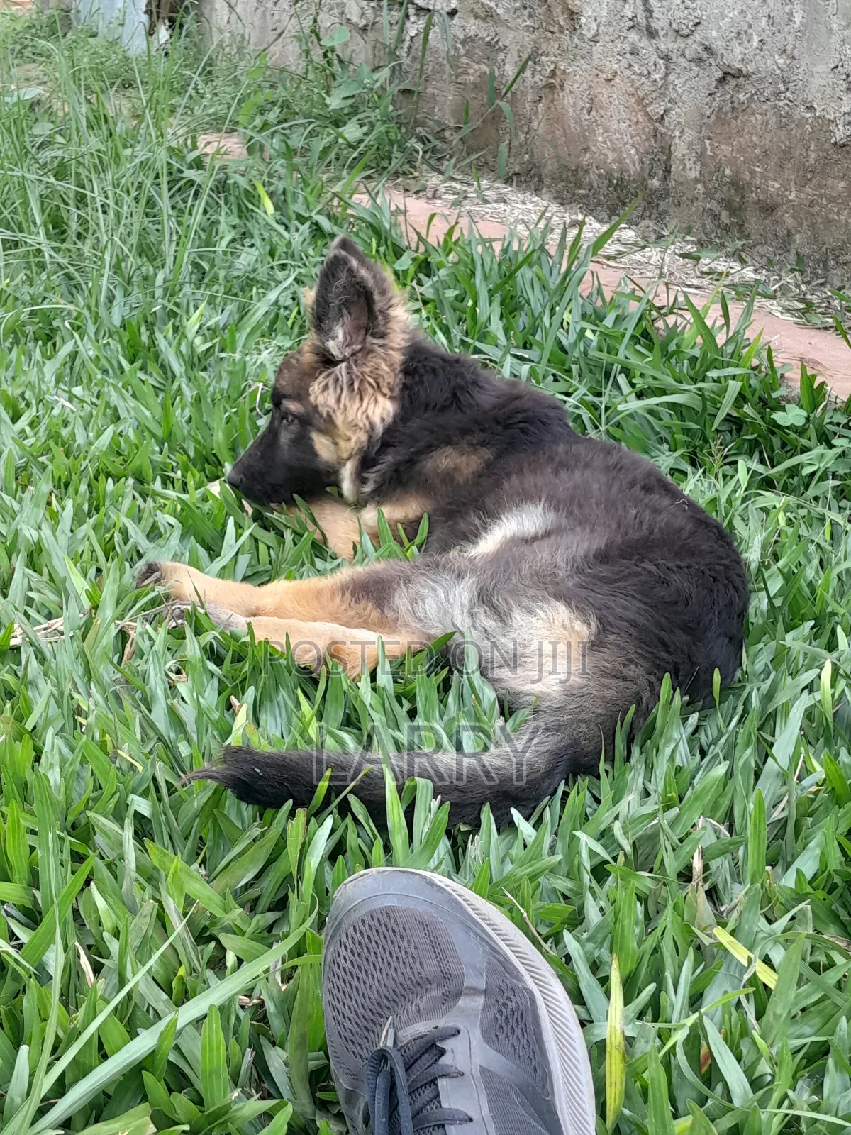 1-3 months Male Purebred German Shepherd
