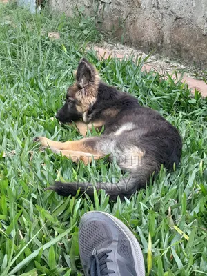 1-3 months Male Purebred German Shepherd